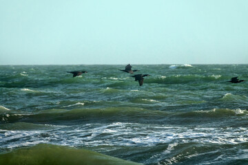 Greay Cormorants fly against a strong wind on a stormy sea. Azov Sea