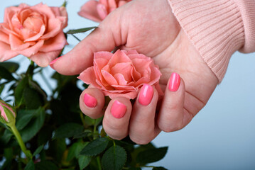 Close-up of a beautiful blooming rosebud in a woman's palm.