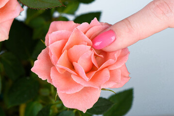 Close-up of a woman's finger touching the petals of a blooming rosebud.