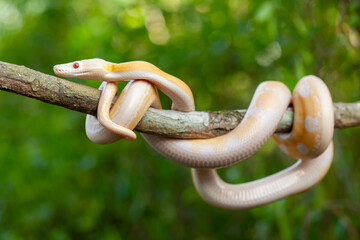 Phyton Albino in Branch