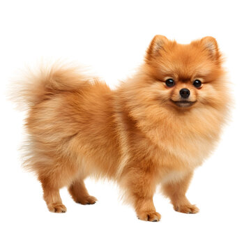 brown pomeranian dog ,  isolated on transparent background