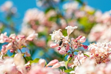 bee pollinates a blooming weigela bush in spring. May blooming bush Weigela in the city of Munich