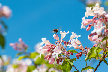 bee pollinates a blooming weigela bush in spring. May blooming bush Weigela in the city of Munich