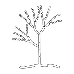 The structure of mold. Fungus. Diagram.