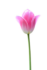Pink tulip isolated on transparent background png file
