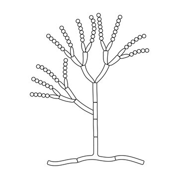 The structure of mold. Fungus. Diagram.