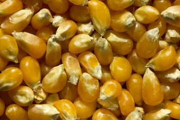 Macro photo of raw corn inside a glass jar.