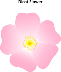 Dicot flower. The structure of a rose flower. Diagram.