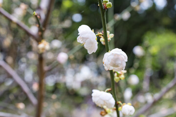 White plum blossom in the garden