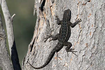 Spiny lizard on eucalyptus tree trunk.