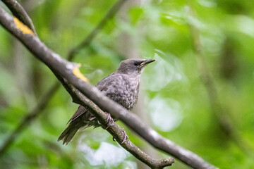 young starling bird sitting on a branch in a green forest