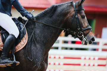 Portrait of a red roan horse in close-up. Horse at the start. Horse jumping, Equestrian sports,...