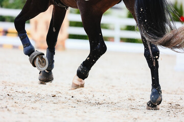 Gallop of a dark tail bay horse. Rear view. Equestrian sports, Show jumping.