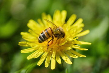 World Bee Day. Honeybee Pollinating a Yellow Flower
