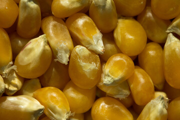 Macro photo of raw corn inside a glass jar.