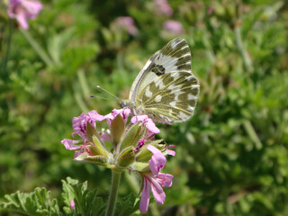 The eastern bath white (Pontia edusa) butterfly feeding on rose-scented on geranium flowers