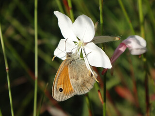 Small heath (Coenonympha pamphilus) butterfly feeding on a white gaura flower