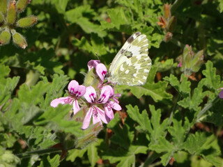 The eastern bath white (Pontia edusa) butterfly feeding on rose-scented on geranium flowers