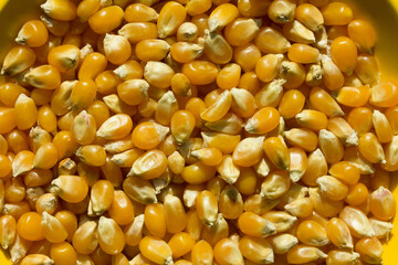 Photograph of top view of raw pop corn.
