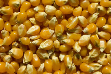 Photograph of top view of raw pop corn.