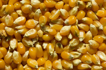 Photograph of top view of raw pop corn.