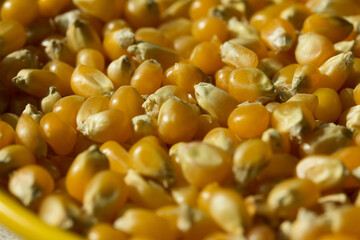 Photograph of top view of raw pop corn.