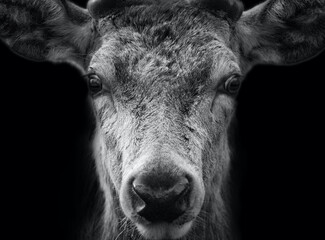 Monochrome deer portrait, expressive gaze.