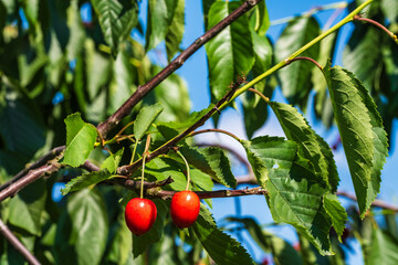 Juicy, sweet and ripe cherries on the tree in a cherry orchard in Frauenstein/Germany in the...