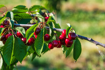 Juicy, sweet and ripe cherries on the tree in a cherry orchard in Frauenstein/Germany in the Rheingau
