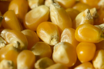 Macro photo of raw pop corn.