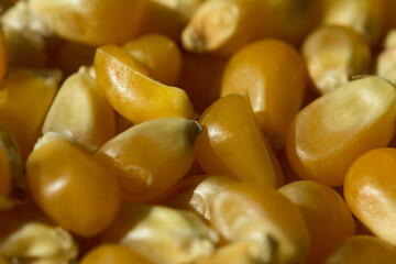 Macro photo of raw pop corn.