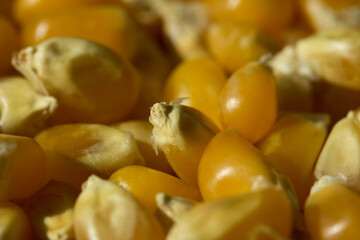 Macro photo of raw pop corn.
