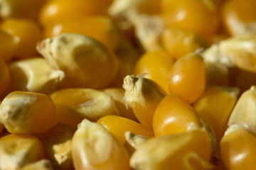 Macro photo of raw pop corn.