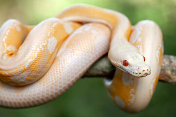 Phyton Albino in Branch