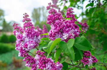 Spring purple buds of lilac branch on bush with green leaves. Selective focus, blurred background..