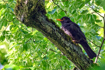 Amsel ( Turdus merula ) oder Schwarzdrossel.