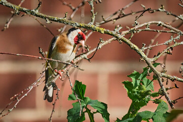 Stieglitz ( Carduelis carduelis ).