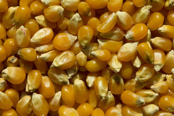 Photograph of top view of raw pop corn.