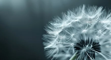 Fototapete Macro photography capturing the delicate details of a dandelion seed head, highlighted against a dark background. © Passorn