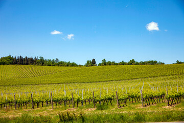 Fototapeta premium Italia, Toscana, Firenze, Pontassieve, vigneti del Chianti Rufina.