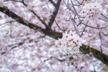 Close-up of beautiful cherry blossoms blooming or Sakura on the tree It is a flower that is a symbol of Japan. Copy space background
