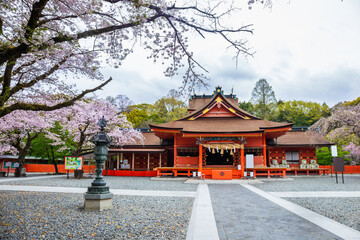 Fototapeta premium Cherry blossoms blooming in Fujisan Hongu Sengen Taisha Shinto Shrine at Fujinomiya famous shrine and landmark Shizuoka Japan
