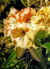 Rhododendron flowers on a sunny day blossom in the graden, Ireland