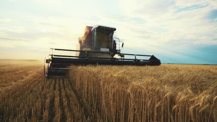 Modern working combine harvester harvesting ripe wheat on agricultural farm field at golden sunset. Farmland, harvest using machinery equipment. Food production, farming job agribusiness concept.