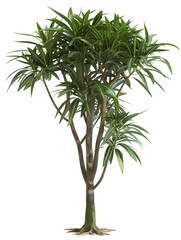 Lush Indoor Oasis A Striking D Rendering of a Dracaena Tree on a White Backdrop