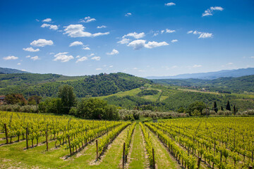Naklejka premium Italia, Toscana, Firenze, Pontassieve, vigneti del Chianti Rufina.