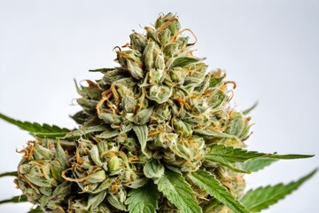 Obraz premium Closeup of mature cannabis flower with buds, isolated on white background. Medical marijuana.