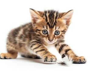 Young Bengal playing with a white feather, dynamic and vibrant, white background