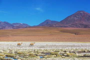 Fototapeta premium Northern Argentina