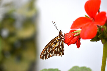 a beautiful monarch butterfly perched on a geranium flower in the backyard of my house
